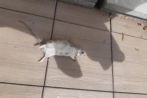 uhynulý potkan